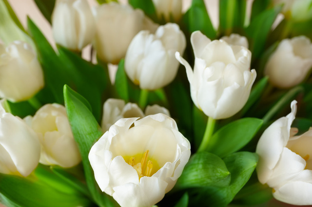 witte tulpen achtergrond - Foto, afbeelding