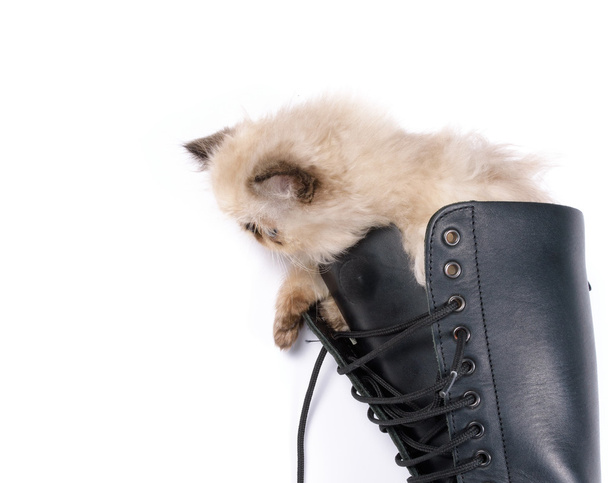 Gato em botas - Gato do Himalauan em botas de combate
 - Foto, Imagem