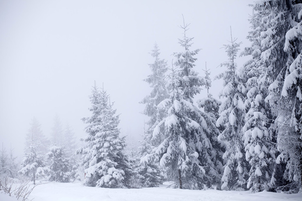 Winter landscape with snowy fir trees - Zdjęcie, obraz