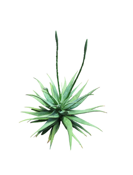 アロエベラの植物の芽 - 写真・画像