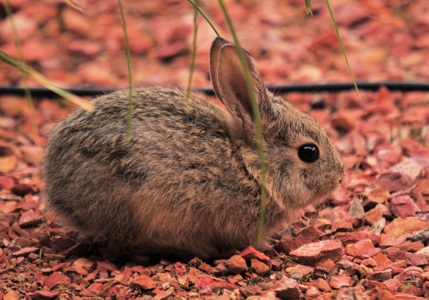 Conejo de bebé conejo
 - Foto, Imagen