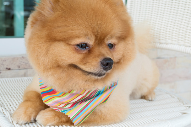 pomeranian puppy dog grooming with short hair, cute pet smiling  - Photo, Image