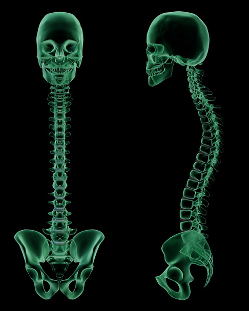 Structure squelettique par rayons X de la colonne vertébrale, de la colonne vertébrale et de la ceinture pelvienne humaines
 - Photo, image