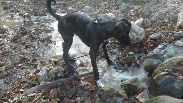 Slow motion:  dog playing  in water and shaking off - Footage, Video
