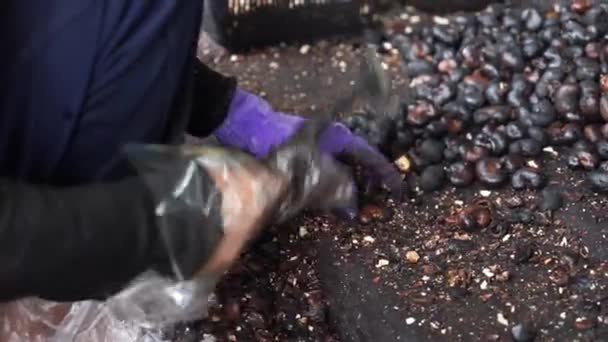 Los trabajadores bombardean anacardos con martillos
 - Imágenes, Vídeo