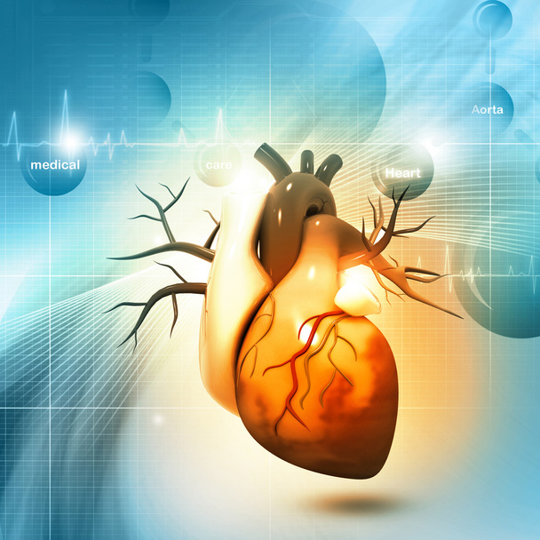 Corazón humano 3d
 - Foto, Imagen