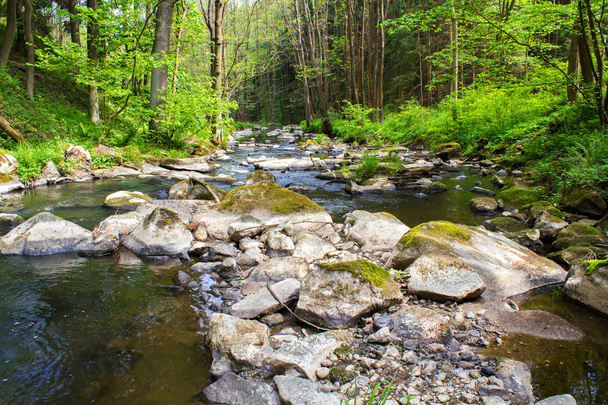 Petite rivière sauvage dans la forêt de Bohême
 - Photo, image