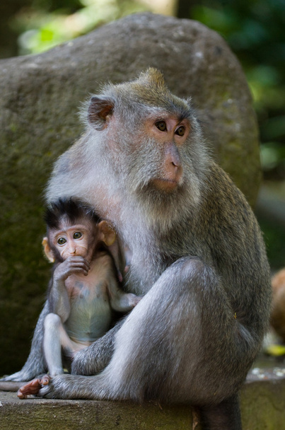 Mother Macaque with a baby - Foto, Bild