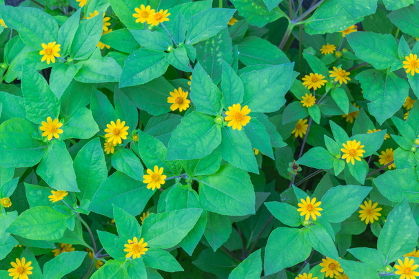 Flores amarelas arbusto verde
. - Foto, Imagem