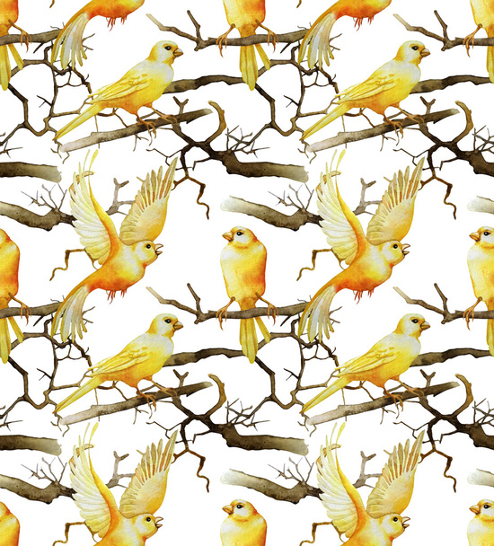 Watercolor canaries pattern - Photo, Image
