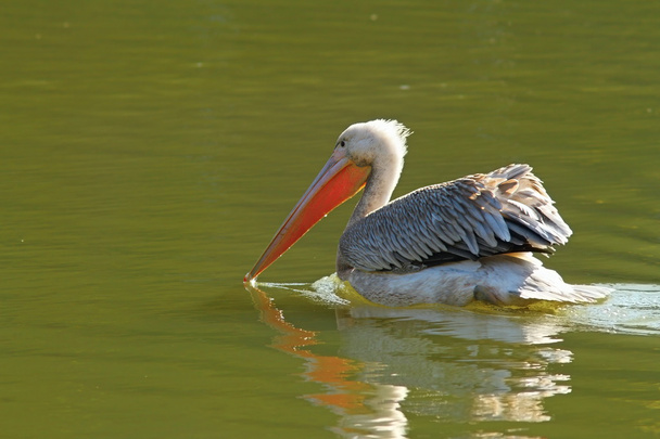 красивий пелікан на воді
 - Фото, зображення