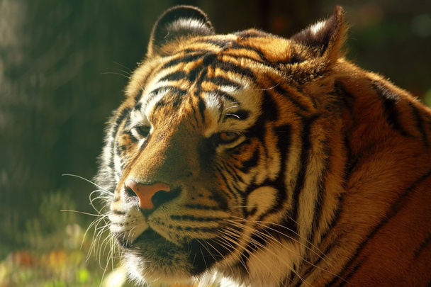 美しい虎の頭 - 写真・画像