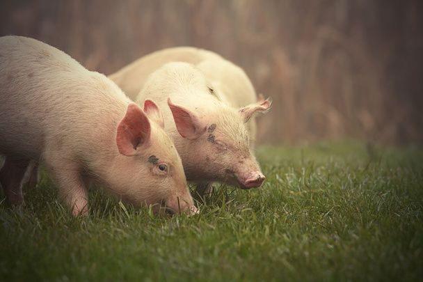 porquinhos no prado
 - Foto, Imagem
