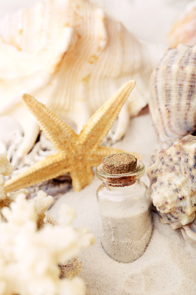Beautiful seashells on sand  - Фото, изображение