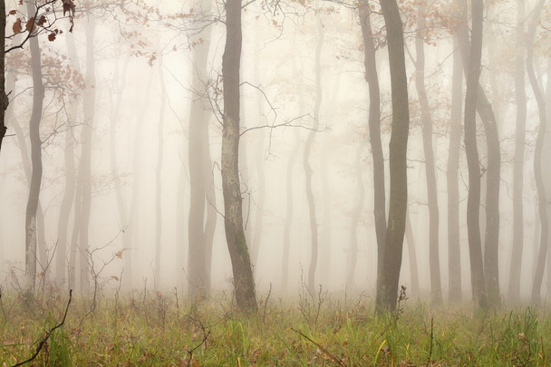Nebel durch die Bäume - Foto, Bild