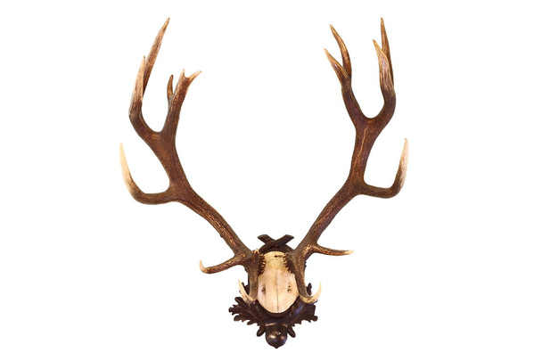 Red deer buck izolované trophy - Fotografie, Obrázek