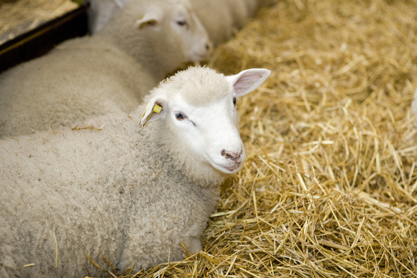 owce - Zdjęcie, obraz