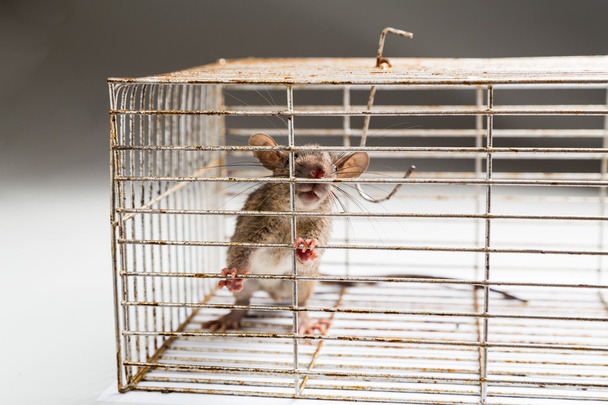 Close up van angstig rat gevangen in metalen kooi  - Foto, afbeelding