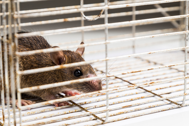 Primer plano de rata ansiosa atrapada en jaula metálica
  - Foto, Imagen