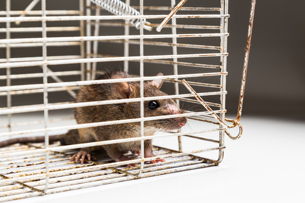 Крупним планом тривожний пацюк у металевій клітці
  - Фото, зображення