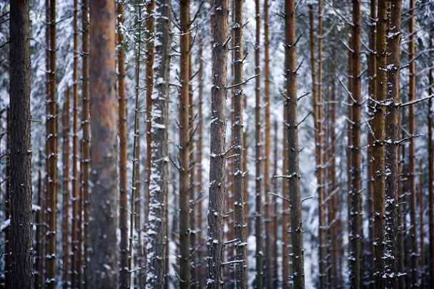 Ağaçlar - Fotoğraf, Görsel