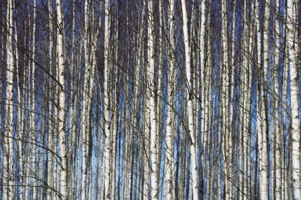 ağaçların tam kare - Fotoğraf, Görsel