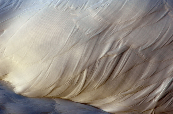Перо белого лебедя
 - Фото, изображение