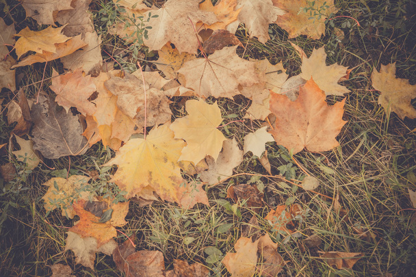Autumn Leaves on the Grass Retro - Foto, immagini