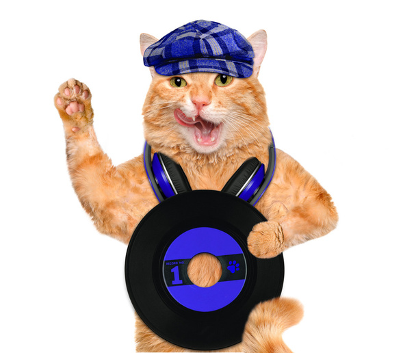 Music headphone vinyl record cat. - Fotografie, Obrázek