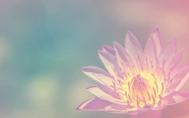 Fond de fleur de lotus
 - Photo, image
