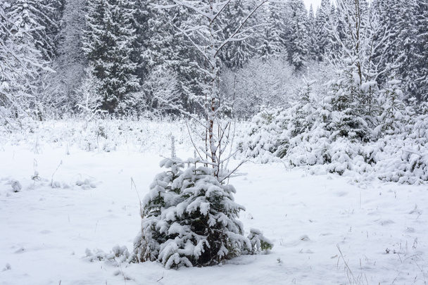 Winter in forest - Foto, immagini