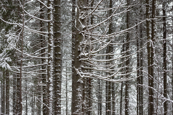 Winter in forest - Valokuva, kuva