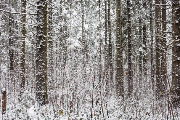 Winter in forest - Foto, Imagem