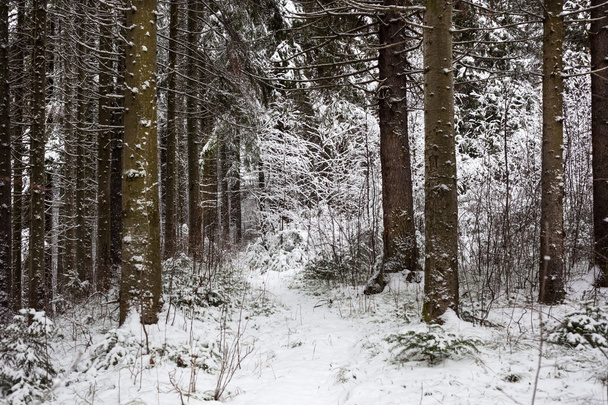 Winter in forest - 写真・画像