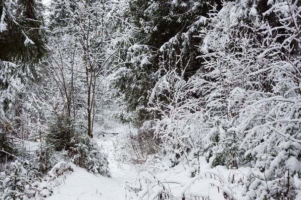 Winter in forest - Fotoğraf, Görsel