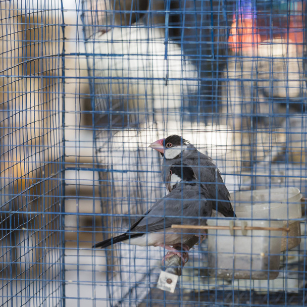bunte Käfige zum Verkauf auf dem Vogelmarkt in Yogyakarta, Java,  - Foto, Bild