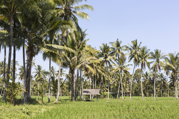 Bali terrace rice fields with palm trees behind. - Φωτογραφία, εικόνα