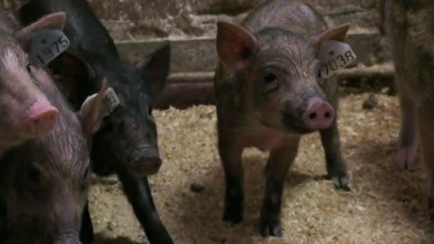 Cerdos en granja ganadera
 - Imágenes, Vídeo