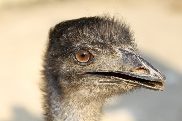 Ostrich head close-up shot - 写真・画像