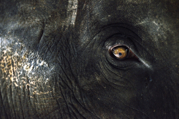 Elefante de cerca con hermoso ojo naranja
 - Foto, Imagen