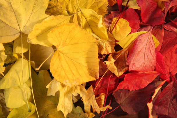 Achtergrond van de kleurrijke herfst bladeren, close-up - Foto, afbeelding