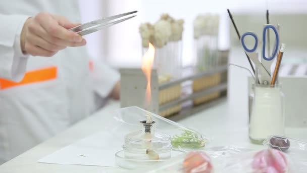 Trabajos microbiológicos de laboratorio con tubos de ensayo
 - Metraje, vídeo