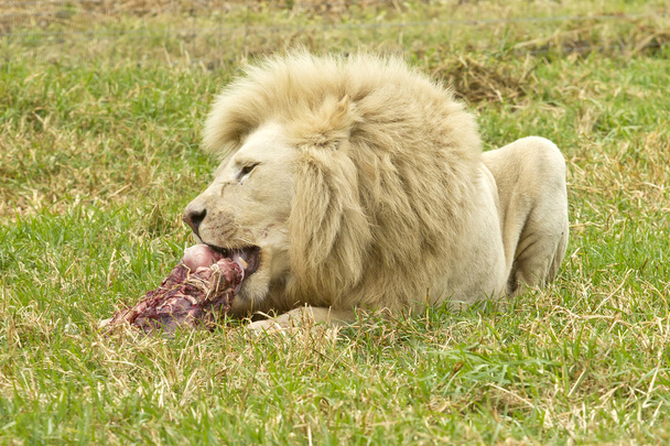 Λευκό αρσενικό λιοντάρι, απολαμβάνοντας ένα γεύμα - Φωτογραφία, εικόνα