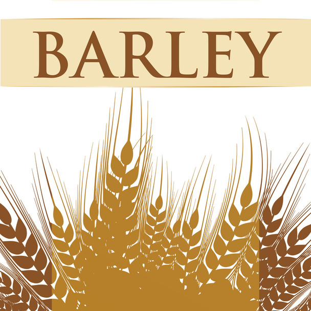 Barley grains design - Vector, Image