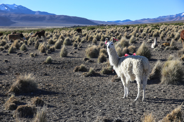 The Andean landscape with herd of llamas - Photo, Image