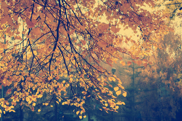 Feuilles d'automne avec le ciel bleu comme fond
 - Photo, image