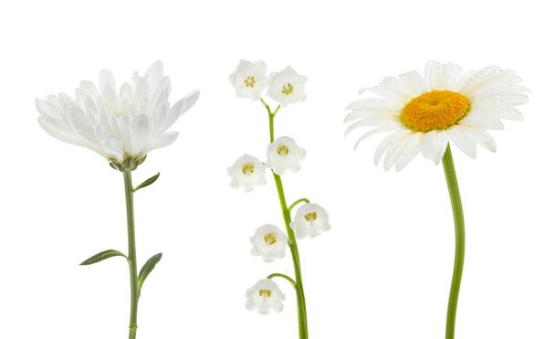 Colección de flores blancas
 - Foto, Imagen