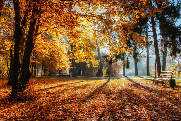 秋の公園で暖かい穏やかな日。公園のベンチ. - 写真・画像