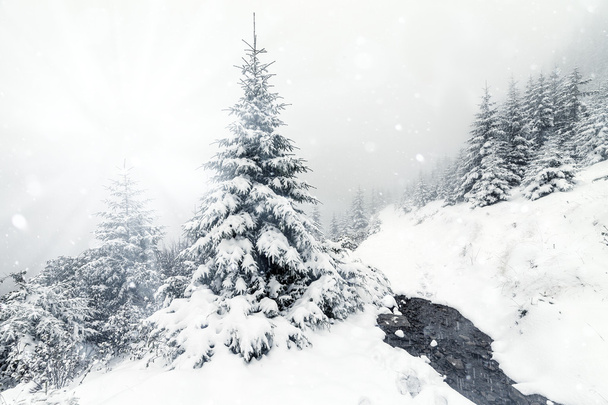 Beau paysage de montagnes d'hiver avec forêt de sapins neigeux
 - Photo, image
