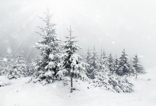Güzel kış dağlar karlı çam ormanıyla manzara - Fotoğraf, Görsel